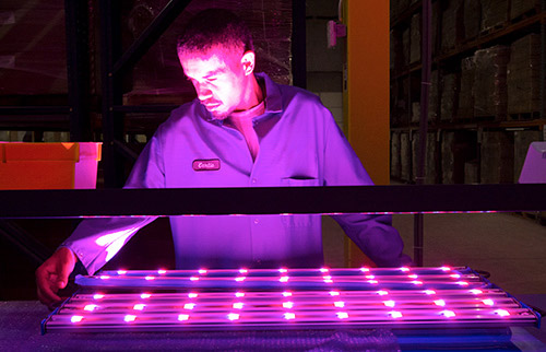 Man checking LED lights in warehouse purple